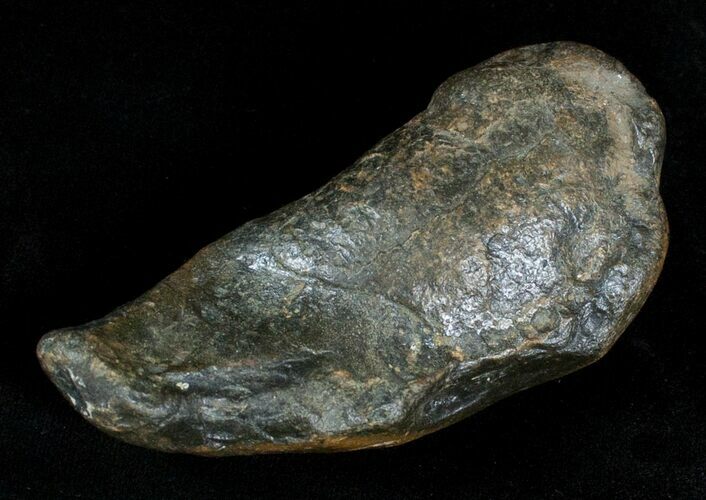 Fossil Cetacean (Whale) Ear Bone - Miocene #3486